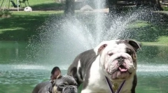 Színes bulldogs